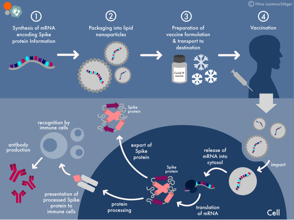 mRNA Covid-19 vaccines: Facts vs Fiction | Max Planck PhDnet